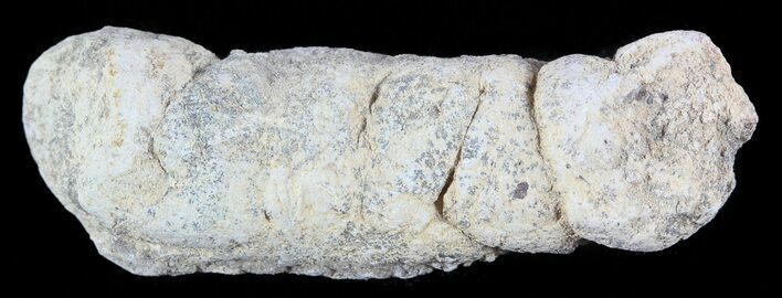 Cretaceous Fish Coprolite (Fossil Poop) - Kansas #49357